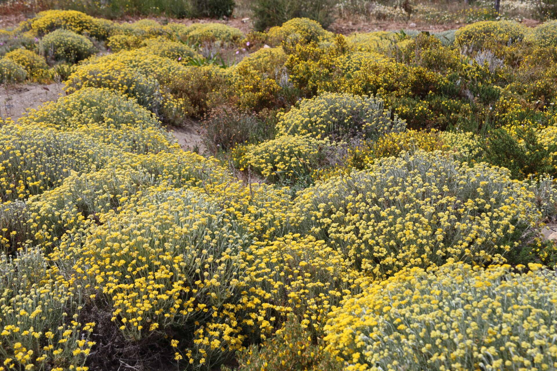 immortelle-des-dunes-ile-de-re
